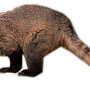 waeringtailedcoati.png